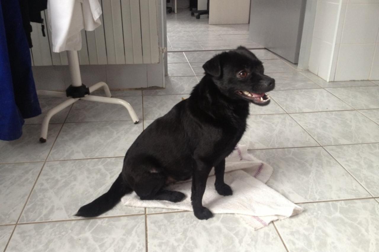 srećka i zvrkica (1)