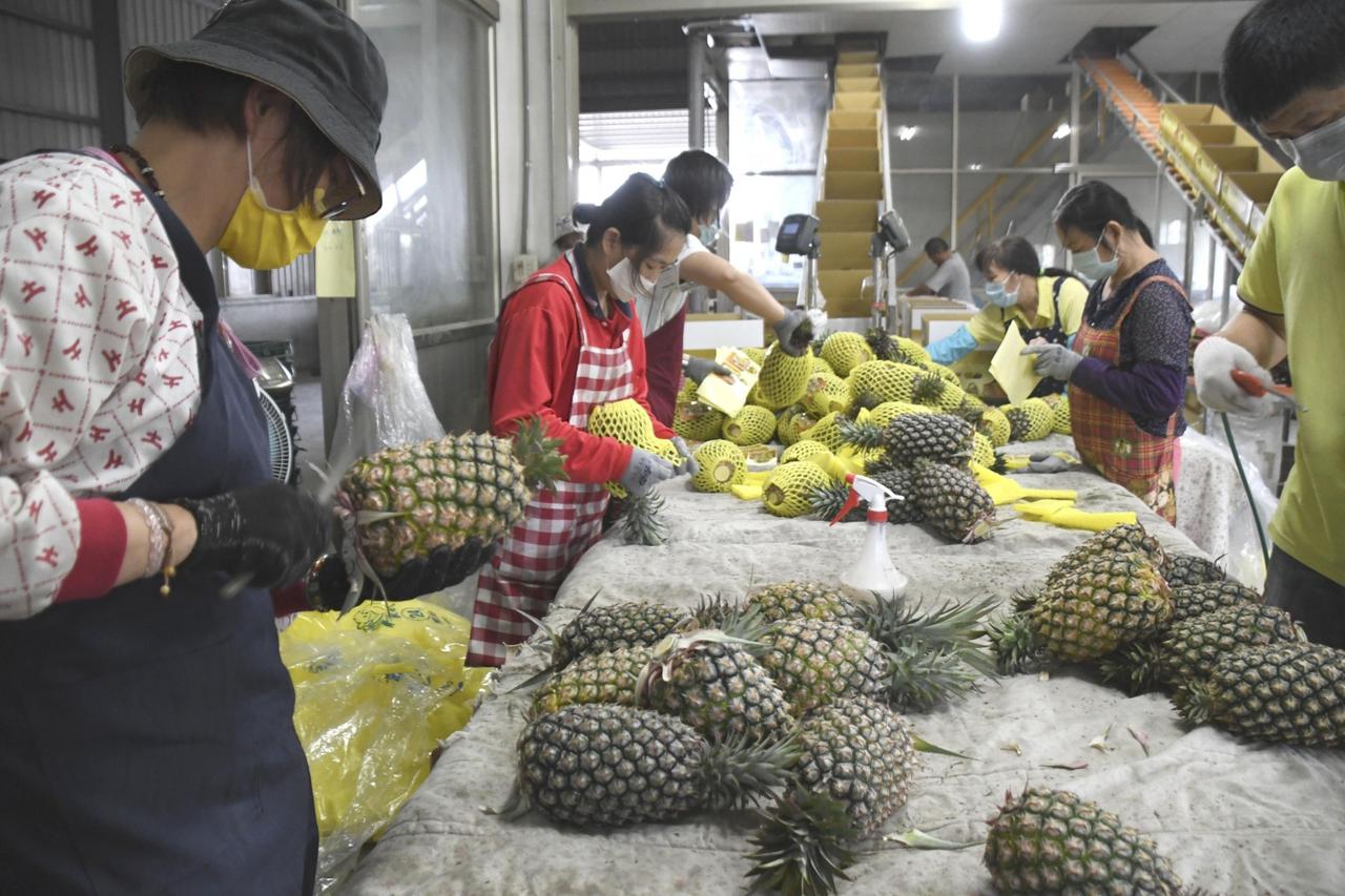 Pineapple farm in Taiwan