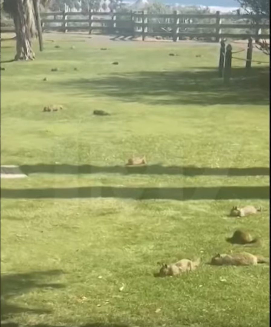 Nakon što je Kalifornija započela s karantenom, vjeverice u jednom parku u Santa Monici napokon su uživale u miru i tišini. 