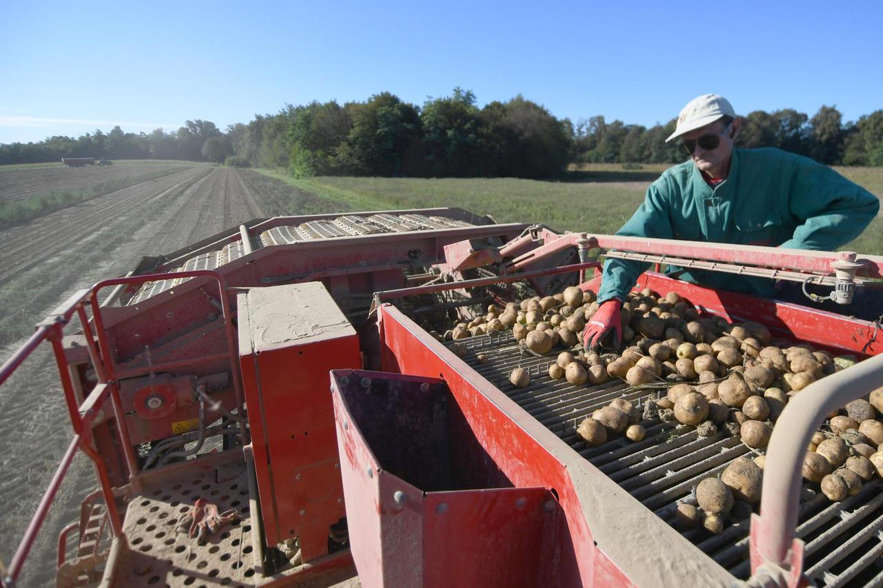 U tijeku je vađenje krumpira na OPG-u Puškarić u Garešnici