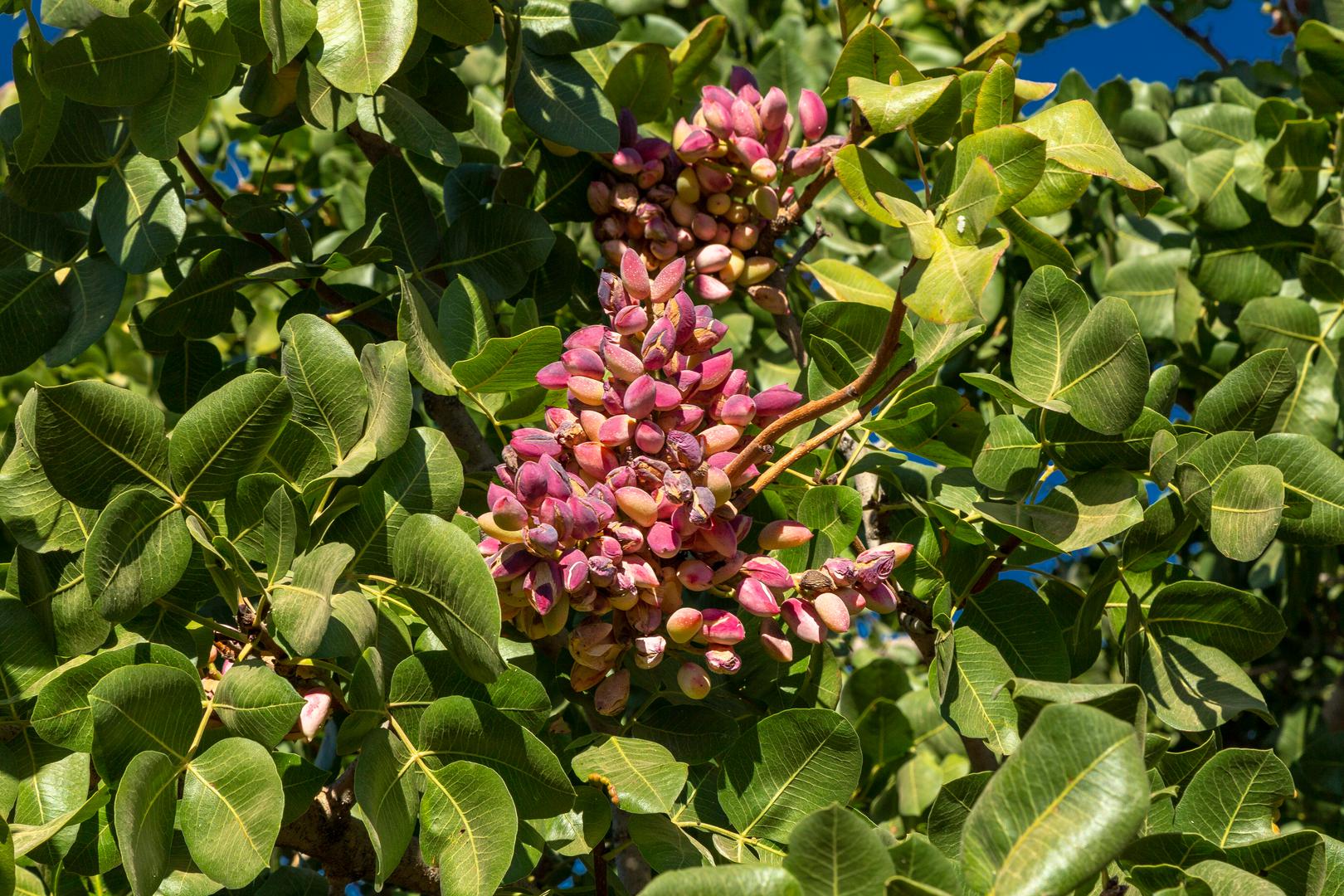 Ova egzotična biljka daje jako skupi orašasti plod - pistacije.