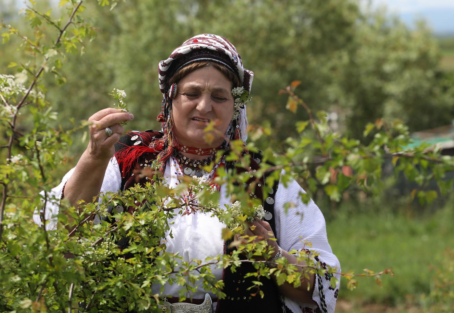02.05.2020. Kutjevo- Na OPG-u Predraga Livaka kraj Kutjeva organizirana je berba gloga, najljekovitije biljke na svijetu. U berbi su osim Predraga Livaka ucestvovali i clanovi KUD-a Rama iz Pleternice.
Photo: Boris Scitar/Vecernji list/PIXSELL