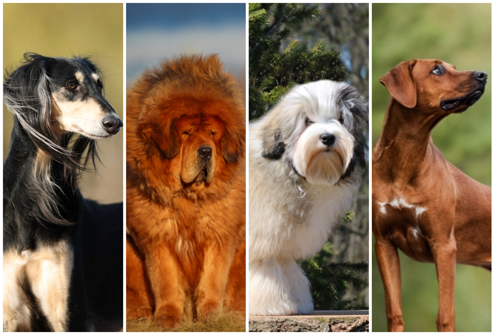 Ljubitelji pasa dobro znaju da se vjernost i privrženost ne mogu mjeriti novcem, ali realnost je da neke pasmine ipak imaju višu početnu cijenu. Najčešće nije riječ o 'običnim' štencima, nego o rijetkim uzgojnim linijama. Ako tražite baš određenu pasminu, najsigurnije je okrenuti se provjerenim uzgajivačima i transparentnim rodovnicima, a Zooplus otkriva zbog kojih ćete morati najdublje posegnuti u džep.