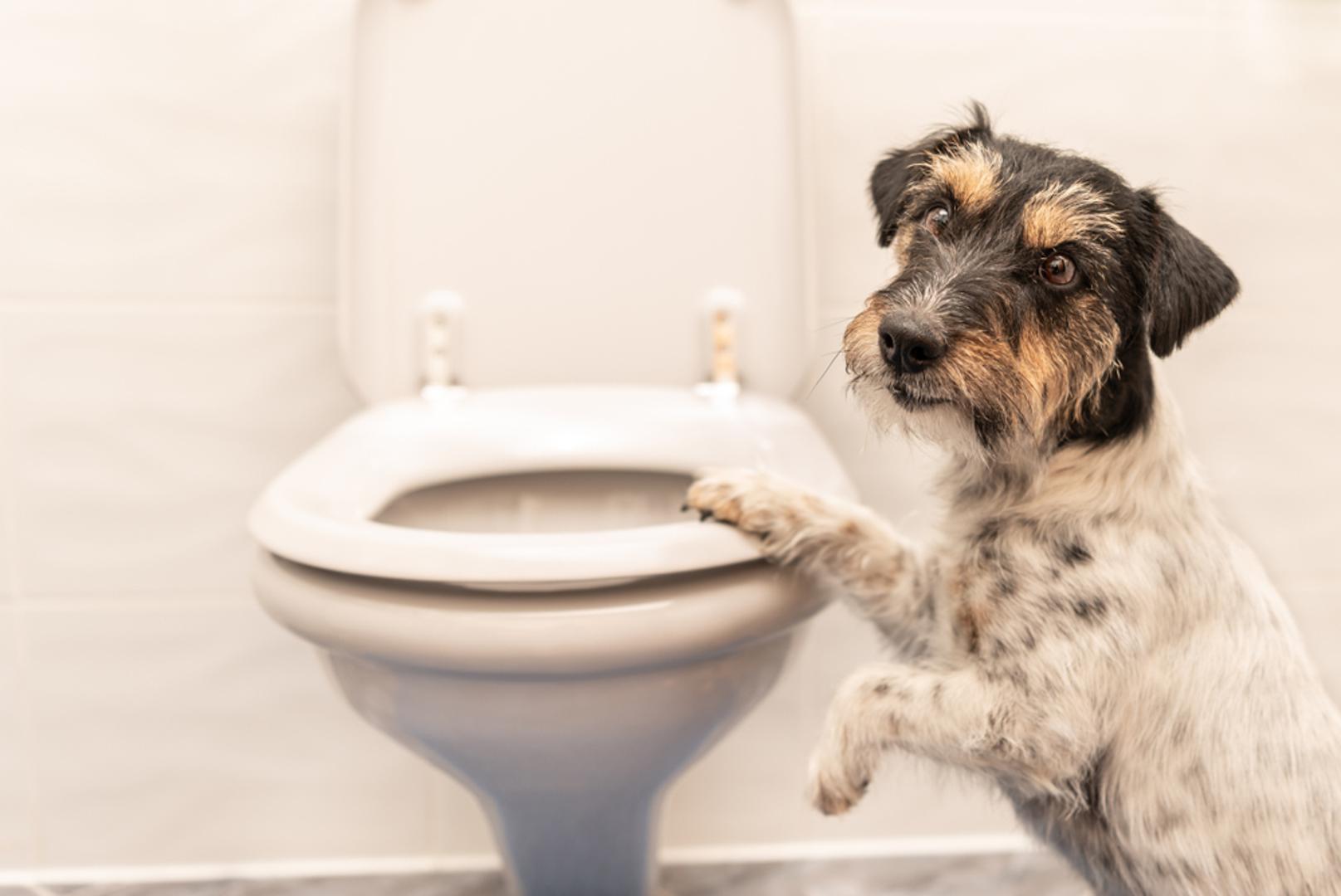 Ponovno uvedite osnovne naredbe, poput 'ostani'. Vježbajte da ostane ispred vrata dok ste u kupaonici. Obratite se stručnjaku – ako je u pitanju teška anksioznost, zatražite pomoć veterinara ili trenera. Moguće su i posebne terapije ili lijekovi za ozbiljne slučajeve.