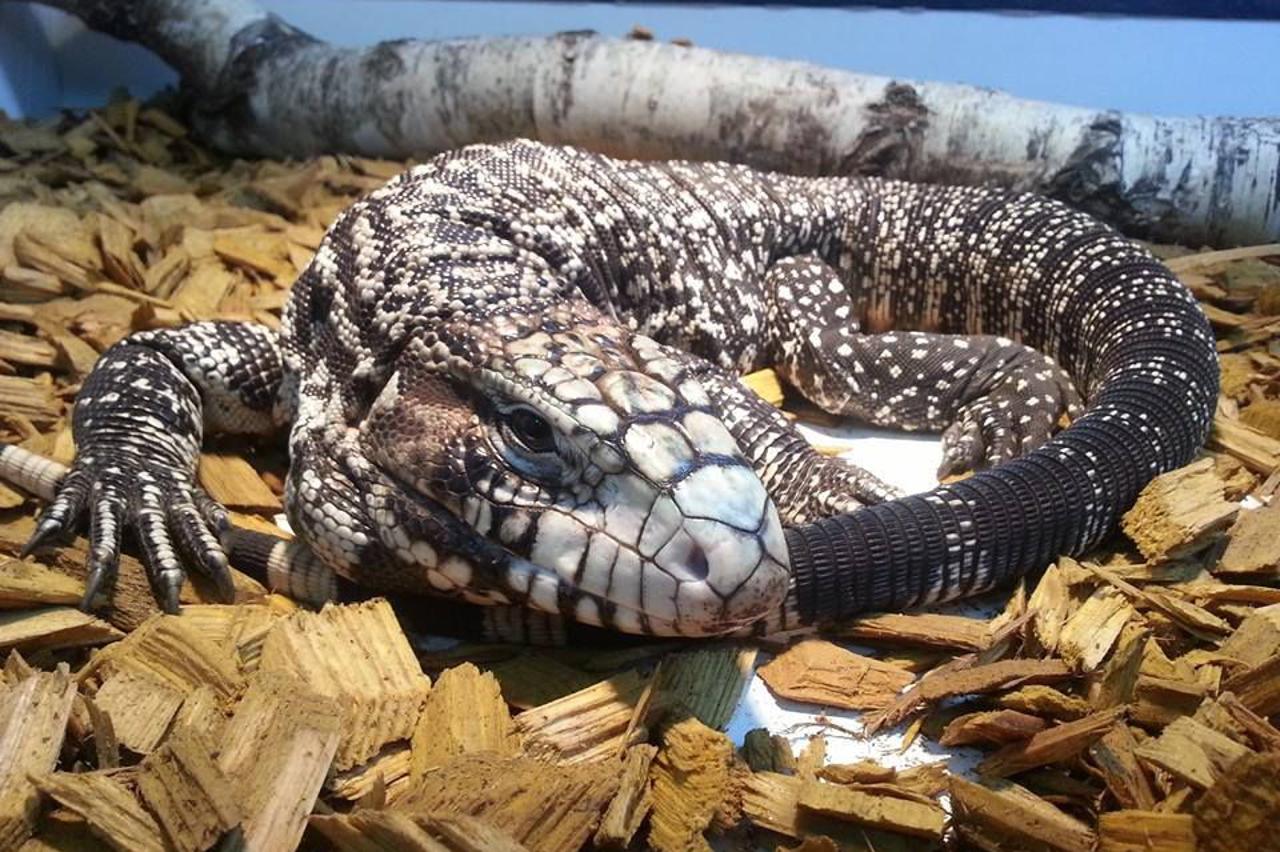 Tegu gušter