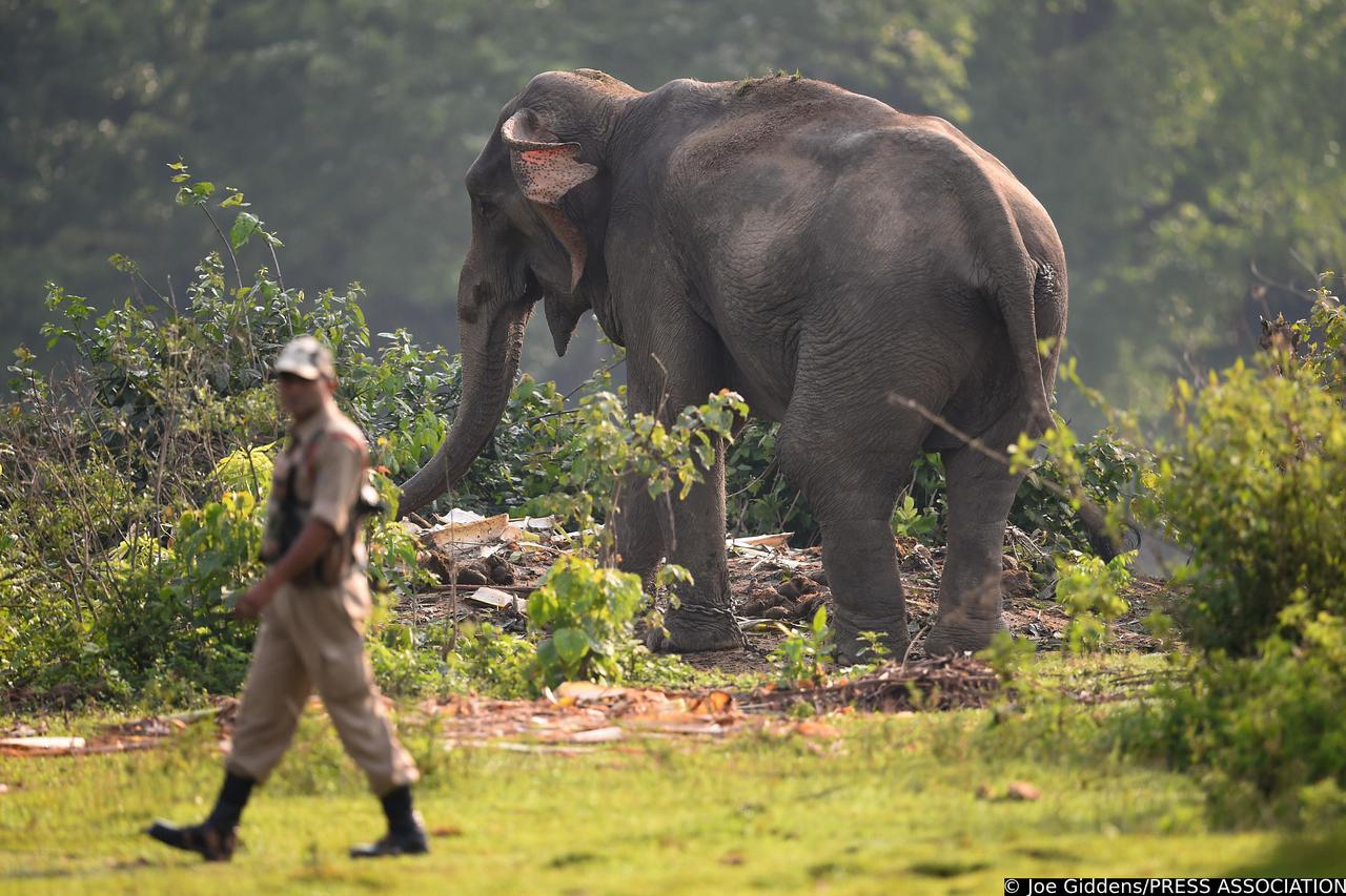 Kaziranga: Princ William i supruga Kate odlaze na safarij