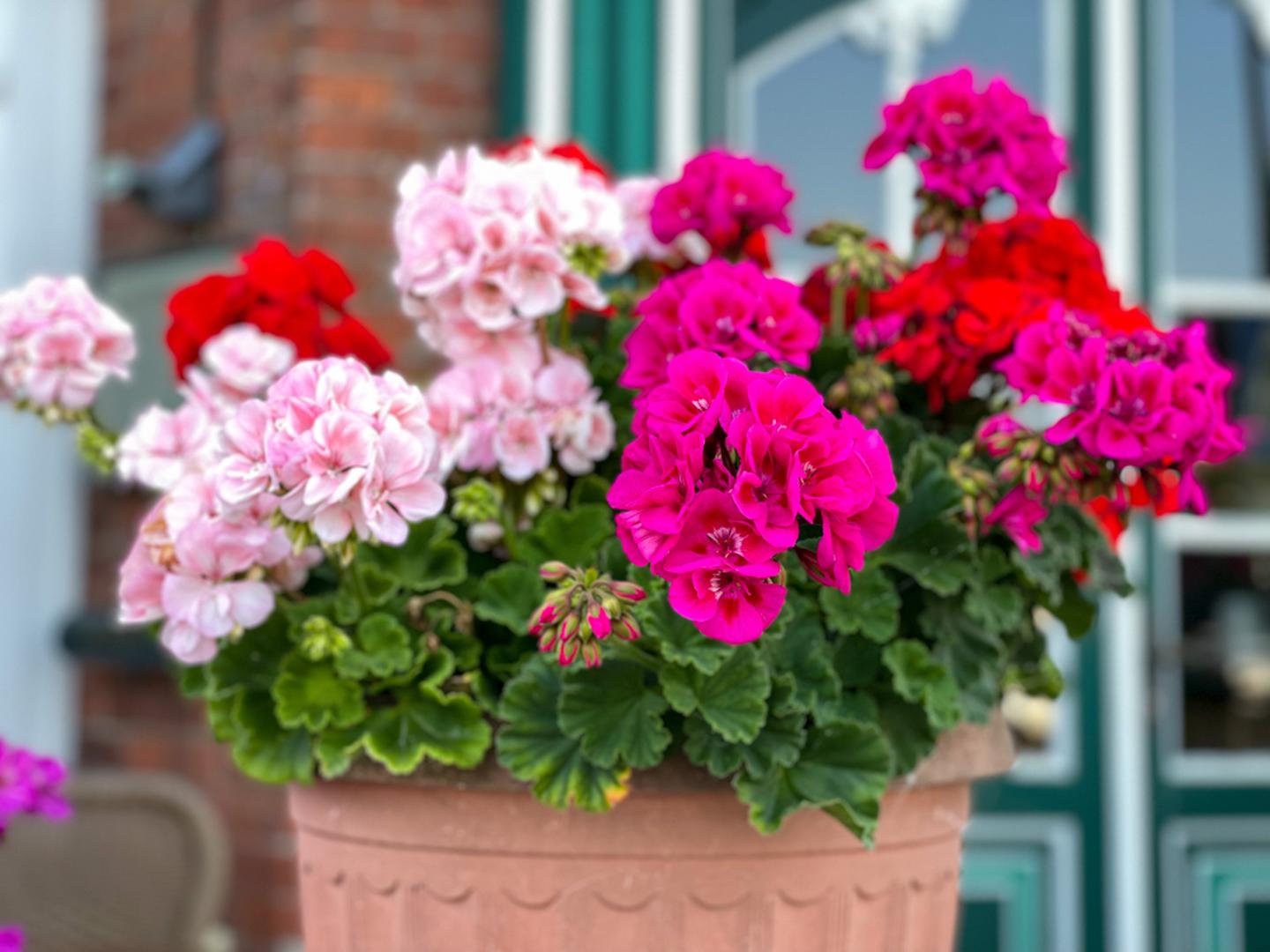 Pelargonije: Pelargonije su klasik među balkonskim cvijećem i jedan od najzahvalnijih izbora za početnike. Vole sunčane položaje, dobro podnose toplinu i cvatu dugo, često sve do prvih hladnijih dana. Potrebno ih je redovito zalijevati, ali ne pretjerivati, jer ne vole previše mokru zemlju.