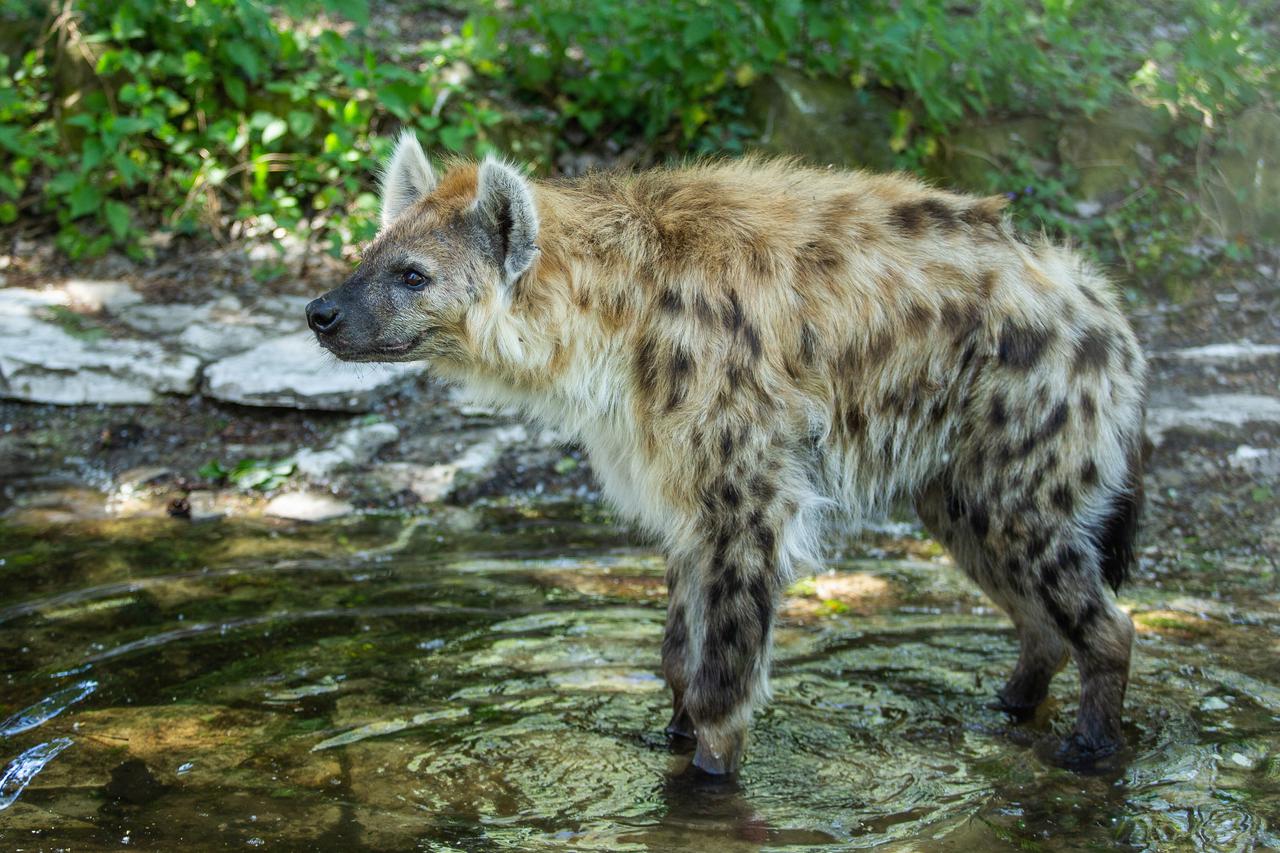 U osječkom ZOO-u nalaze se jedine hijene u Hrvatskoj