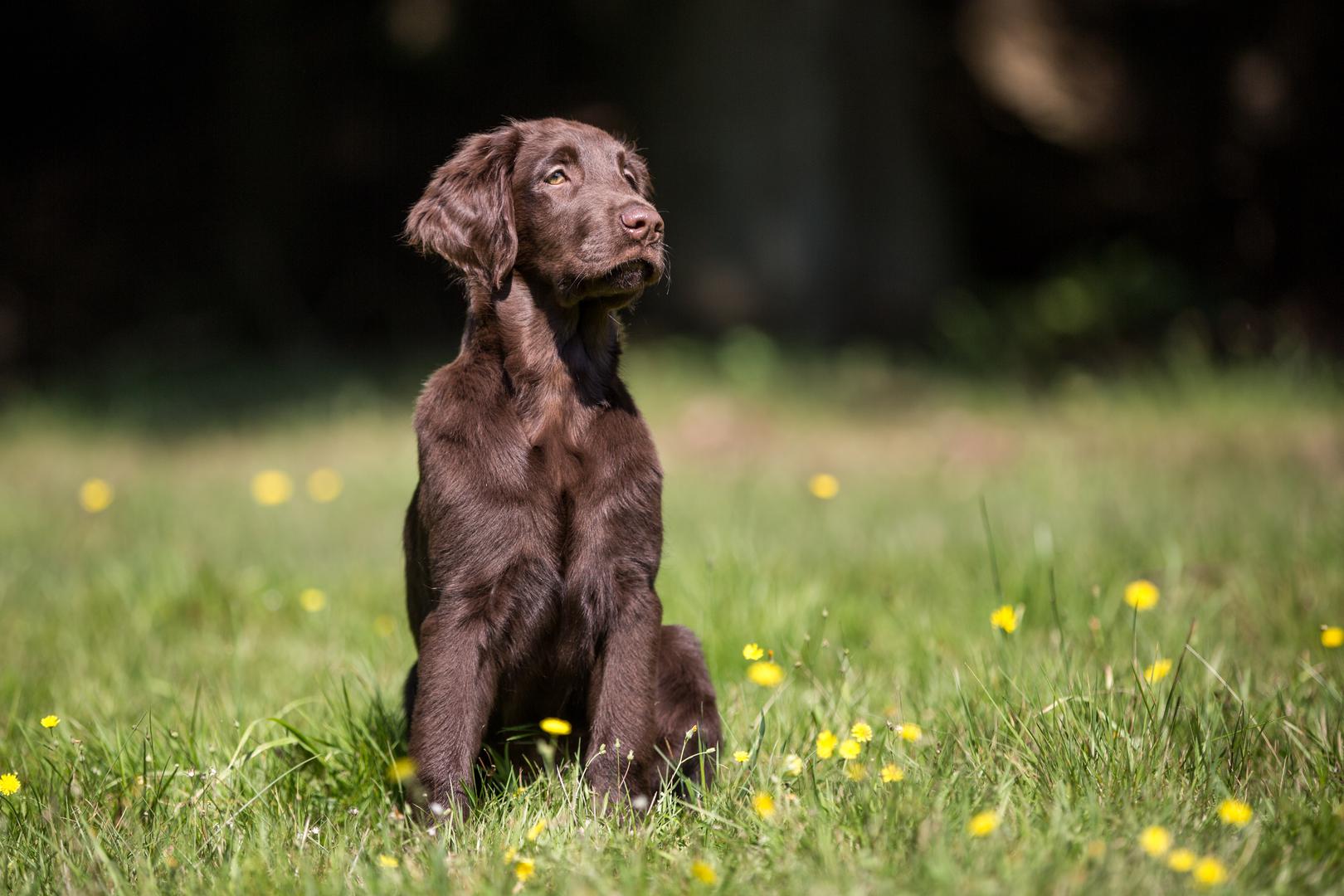 Kad dođe toplije vrijeme, pelud je posvuda, a naši ljubimci, baš kao i mi, mogu početi kihati, kašljati ili se češkati više nego inače. Procjene govore da čak 25 do 30 % pasa pati od alergija na okoliš – a brojke rastu s duljim sezonama peludi, upozoravaju veterinari. Prepoznajte simptome i pomozite svom psu s ovih pet najčešćih znakova alergija: