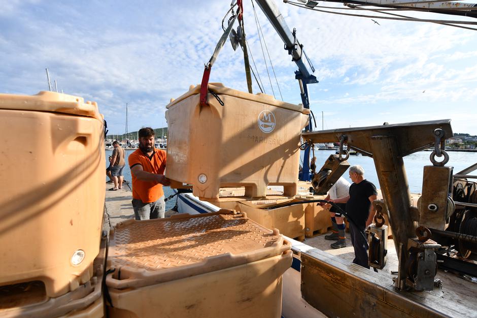 Tribunj: Prihvat plave ribe u ribaraskoj luci Tribunj