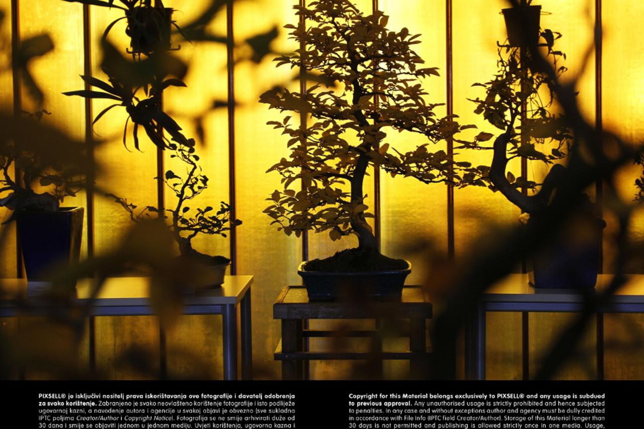 bonsai (1)