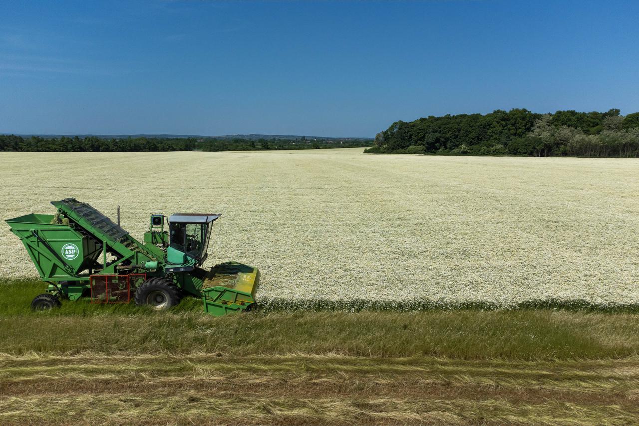 Na poljima Slavonije počela je berba kamilice