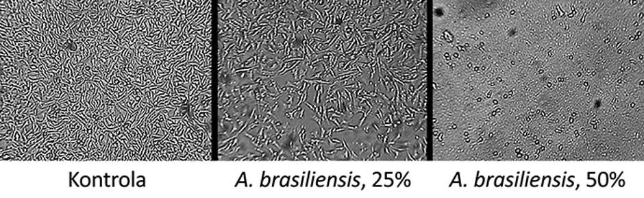 Myko San ljekovite gljive