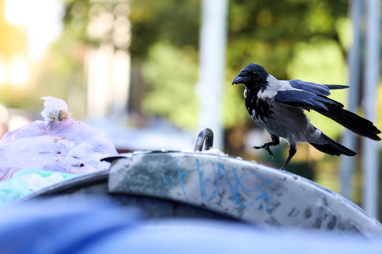 Zagreb : Vrane se skupljaju na pretrpanim kontejnerima i iz smeća traže hranu