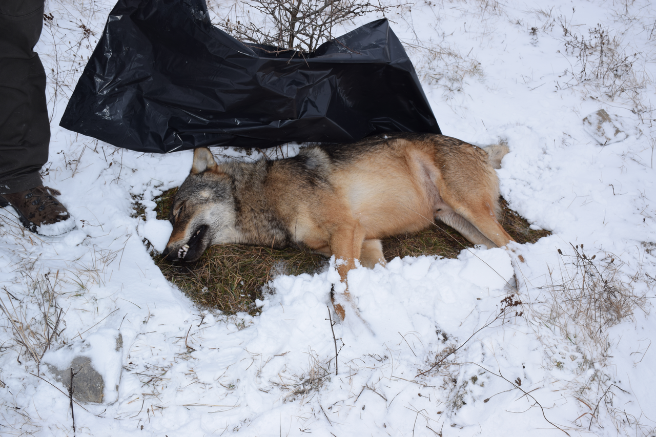 Trovanje se u Hrvatskoj i dalje koristi kao “brzo i jeftino rješenje”, a odavno je zabranjeno