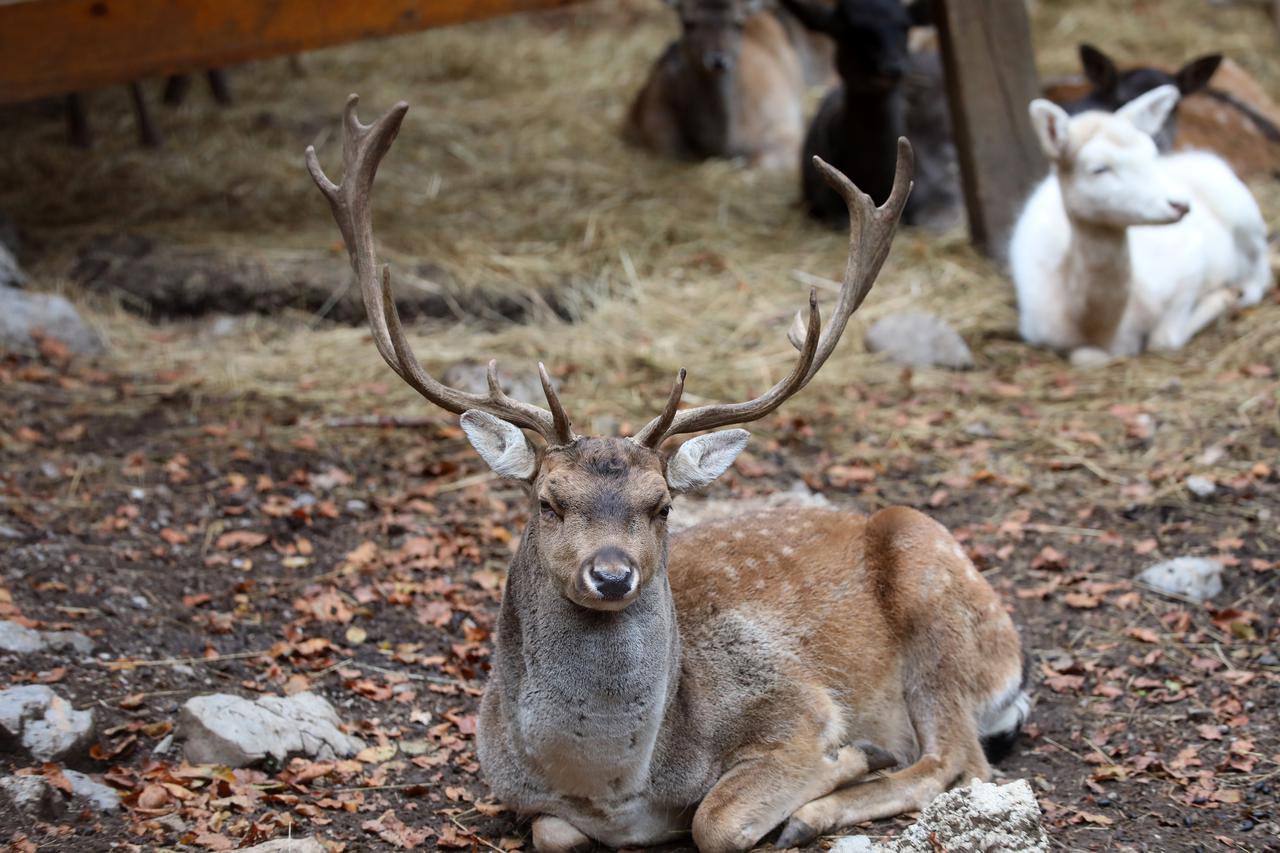 Delnice: Jeleni lopatari u park šumi Japlenski vrh