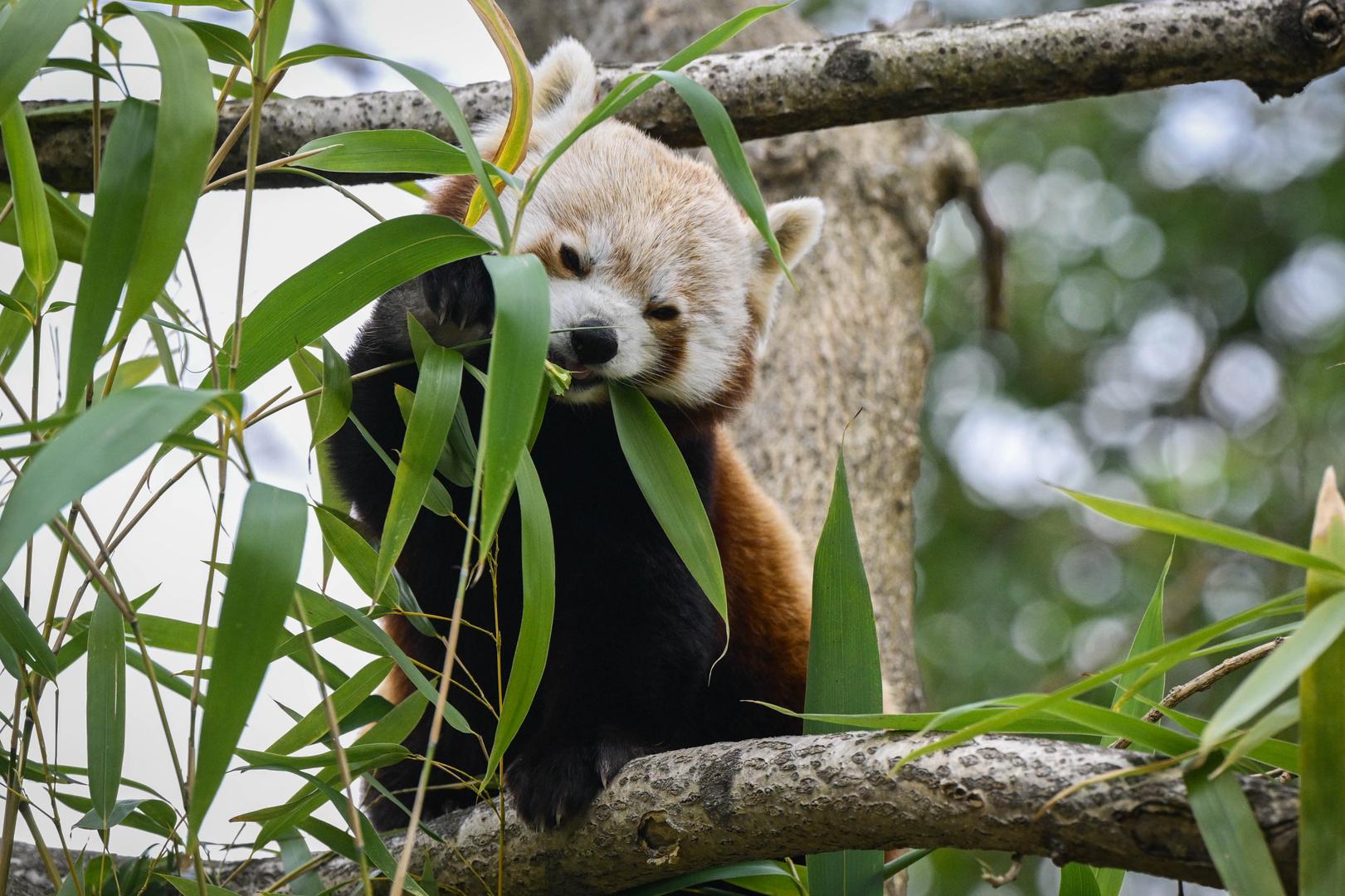 Tmurno i sivo vrijeme utječe i na stanovnike zagrebačkog zoološkog vrta. Umor u zraku osjeti se, neki su se sakrili među zelenilom, dok poneka životinja znatiželjno proviri kako bi pozdravila posjetitelje.