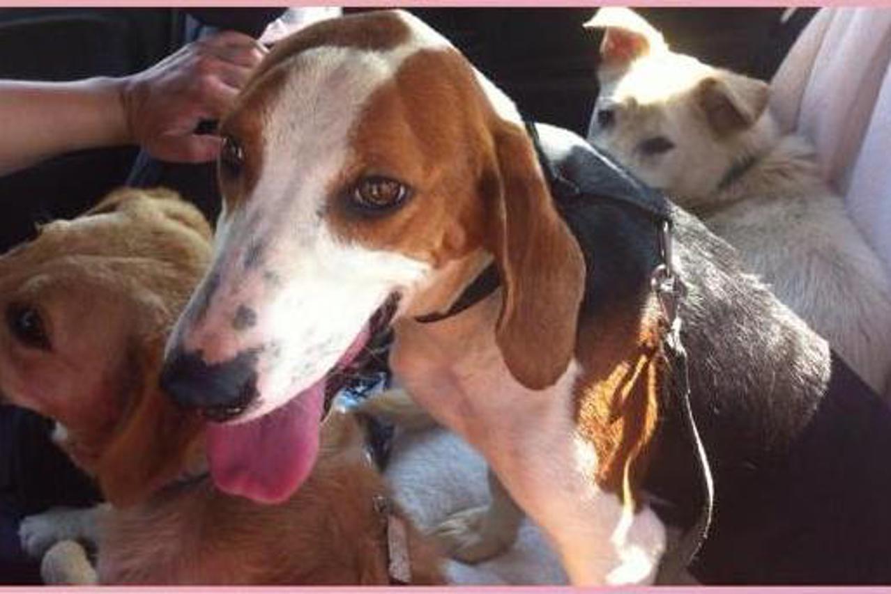 Preseljenje iz Širokog Polja