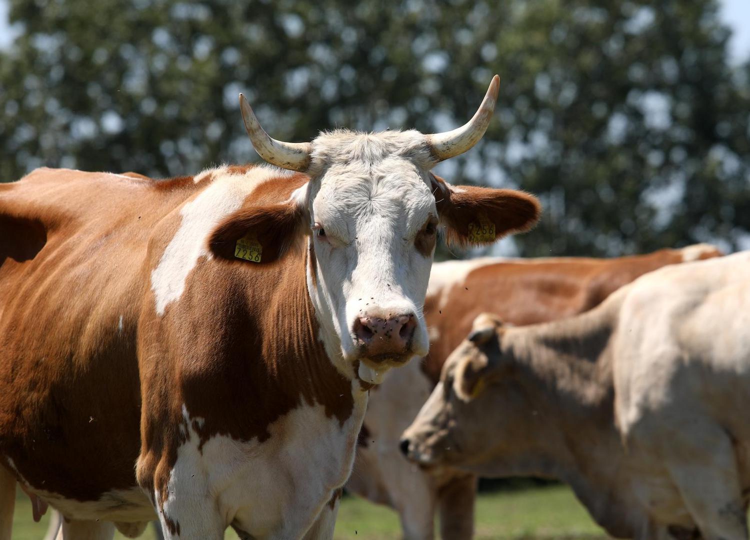 21.07.2020., Velika Gorica - Goran Speka, u selu Drnek kraj Oborova, bavi se stocarstvom i svinjogojstvom sa suprugom Ivanom i djecom Lucijom, Martinom i Matijom. 
Photo: Boris Scitar/Vecernji list/PIXSELL
