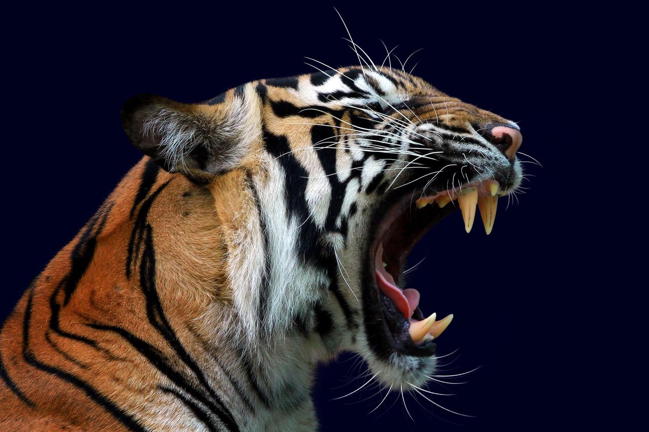 TIGAR