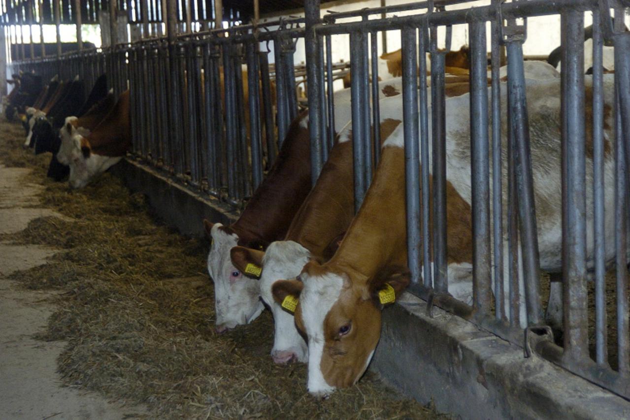 \'slavonija,16.06.2009,osijek,hrvatska,razgovor sa predsjednikom udruge mljekara slavonije i baranje ivicom miketek o pregovorima i prosvjedima u zagrebu oko cijene mlijeka i psenice,krave ivice miket