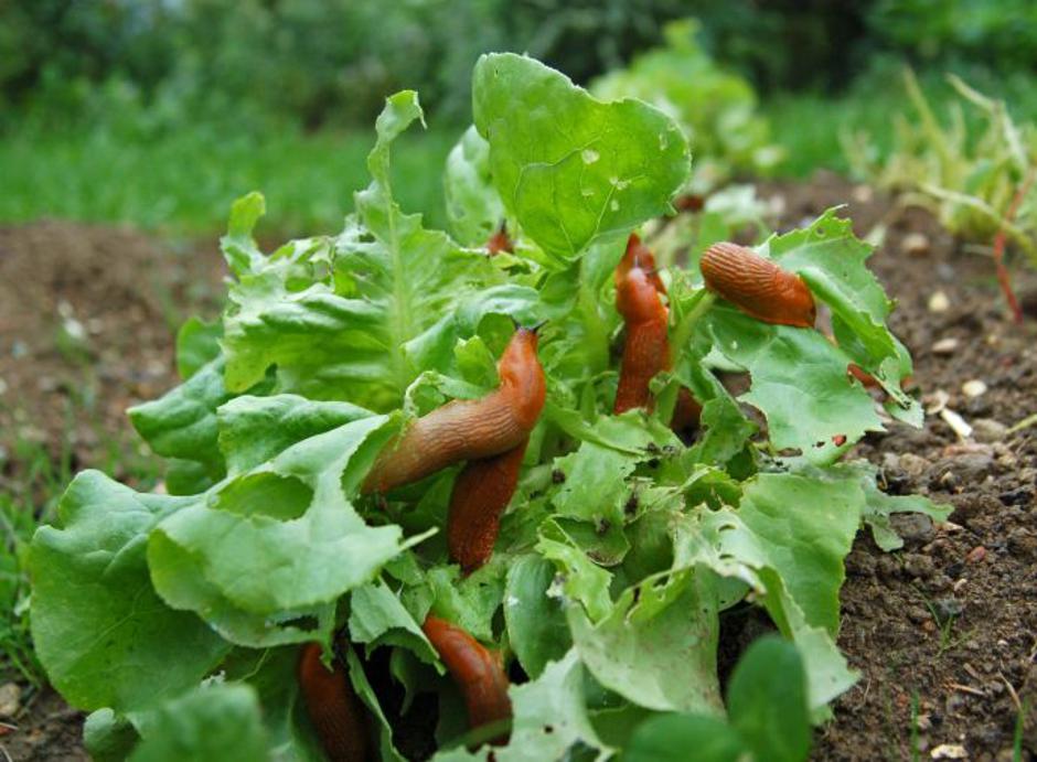 Plantella