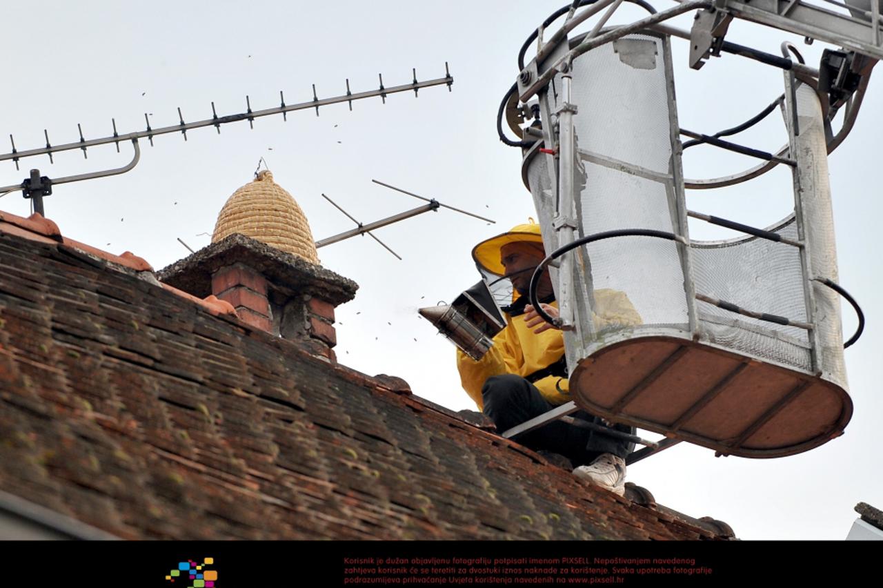 roj pčela,pčele (1)