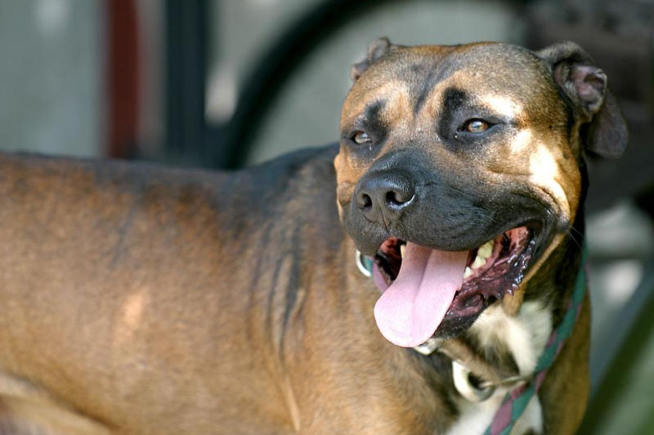 pitbul