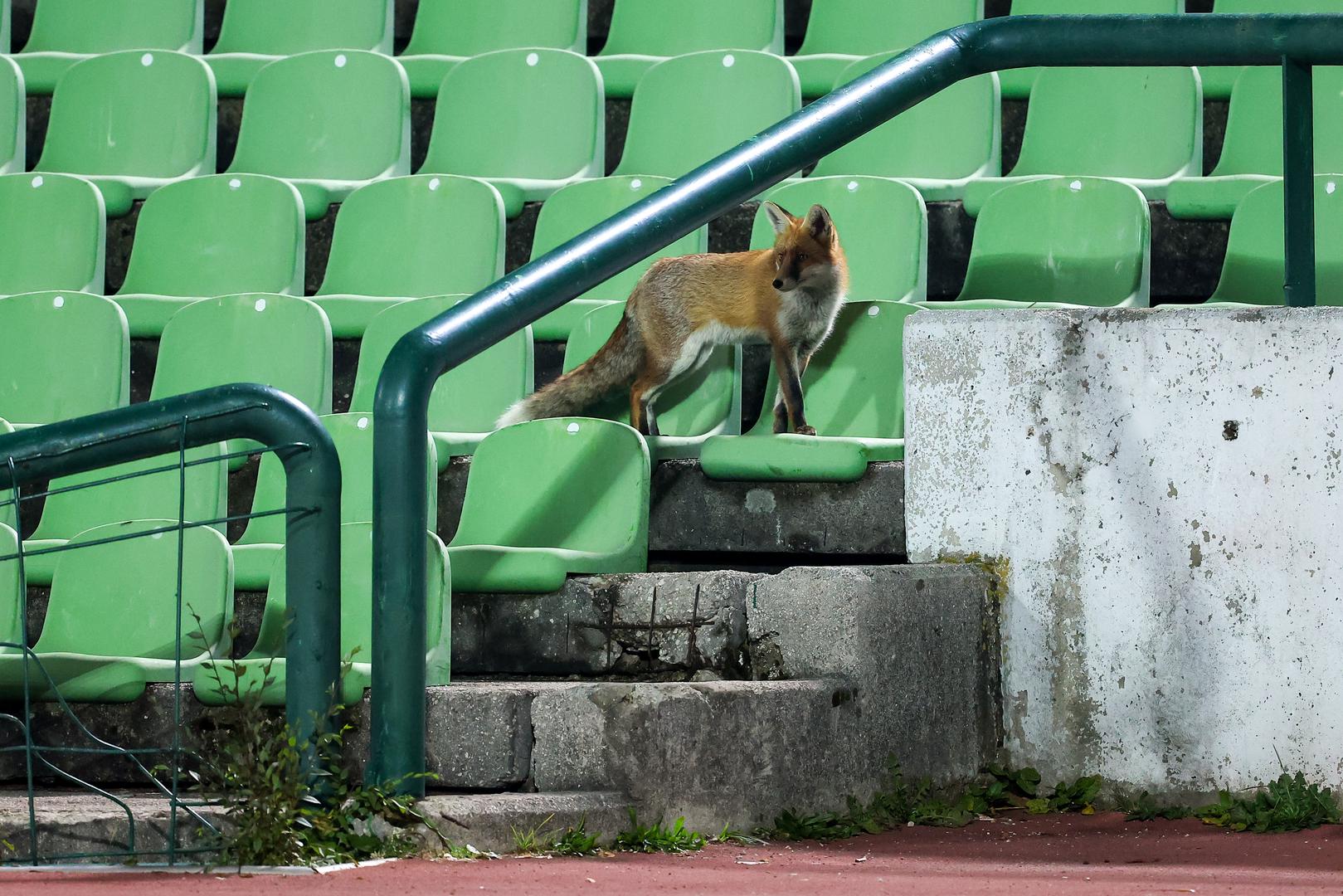 Izabranici Sergeja Barbareza na stadionu su imali i neočekivane promatrače budući da je njihov trening pogledati došao čopor lisica.