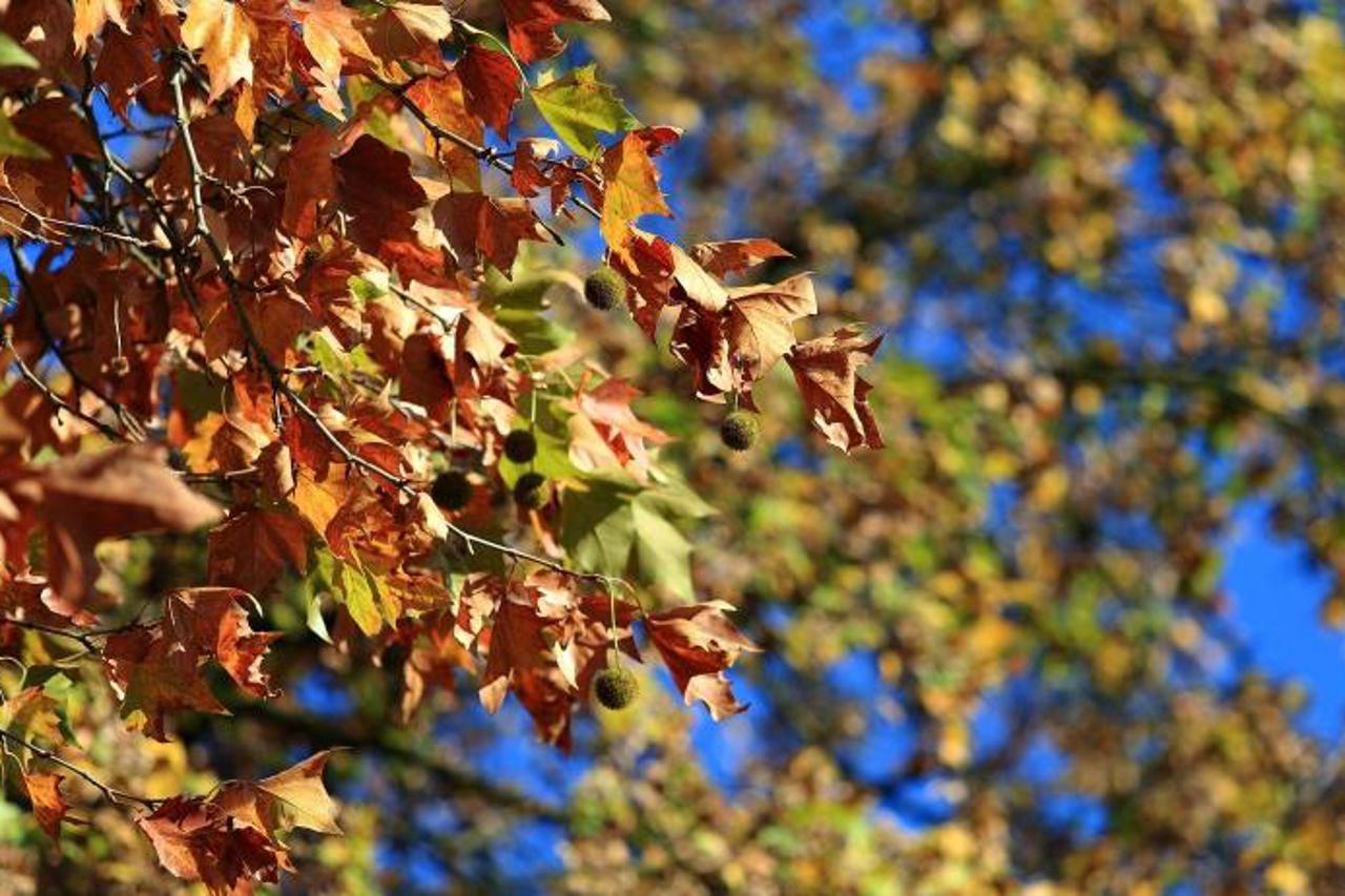'25.10.2013., Zagreb -  Sunce naglasava jesenje boje prirode u parku Maksimir. Photo: Davor Puklavec/PIXSELL'