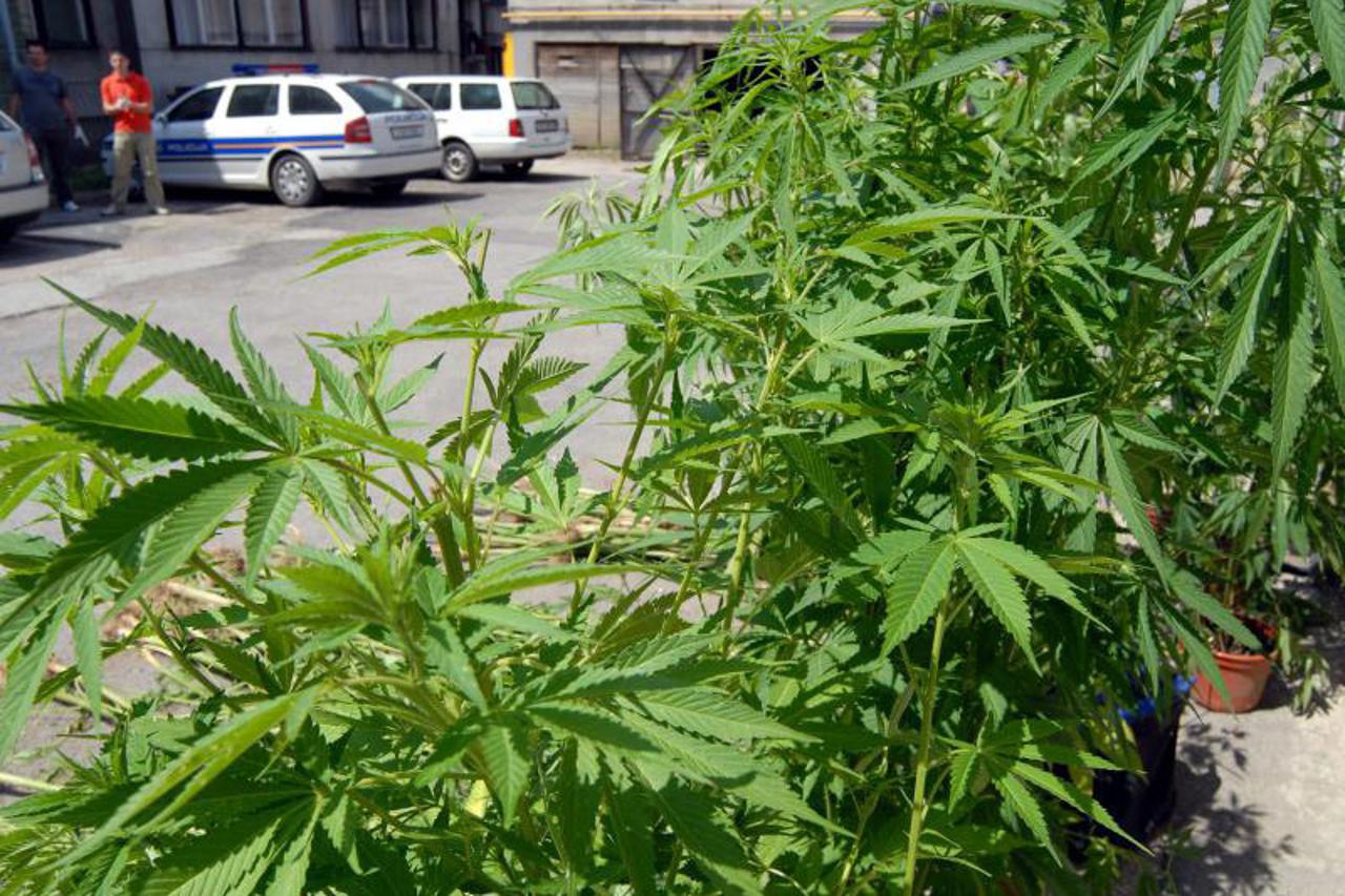 marihuana (1)