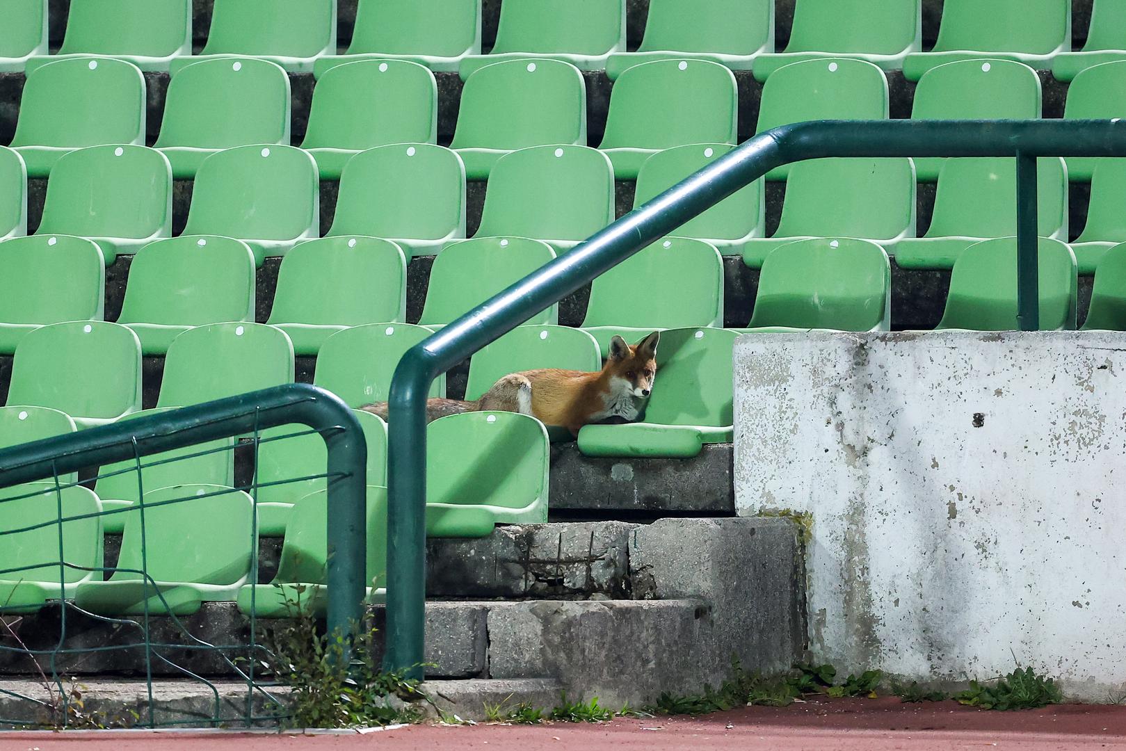 11.11.2025., Sarajevo, Bosna i Hercegovina - Lisica na stadionu Kosevo pratila trening nogometne reprezentacije BiH. Photo: Armin Durgut/PIXSELL