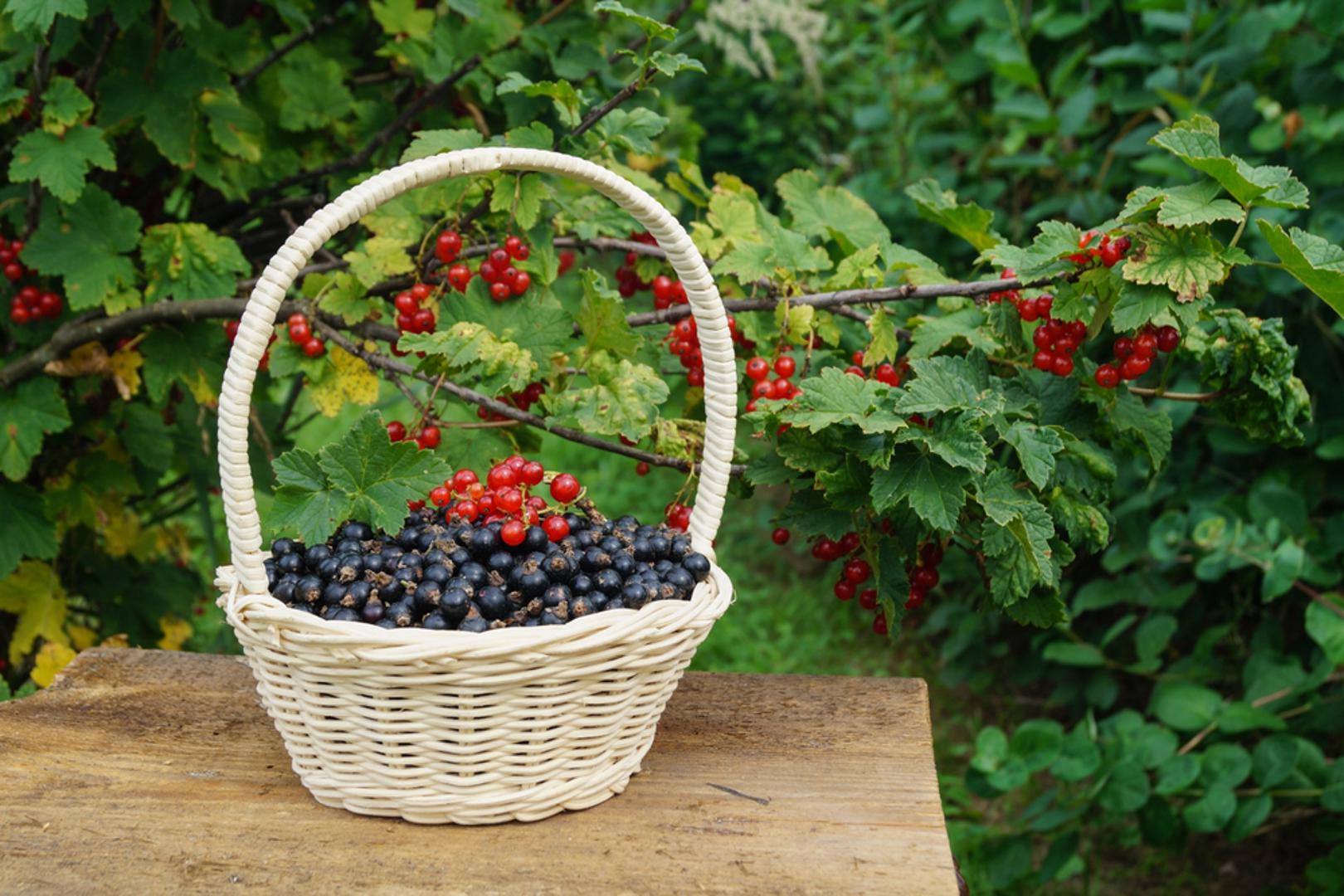 Jesen je u Hrvatskoj gotovo idealno vrijeme za sadnju bobičastog grmlja: tlo je još toplo, kiše su učestalije, a korijen se tijekom zime mirno razvija. U takvim uvjetima biljke se lakše ukorjenjuju nego u proljeće i već sljedeće sezone mogu snažno krenuti s novim prirastom. Priprema mjesta uključuje duboko rahljenje, unos komposta i postavljanje malča koji čuva vlagu i temperaturu tla. Ovo je 7 grmova koje možete posaditi već danas.