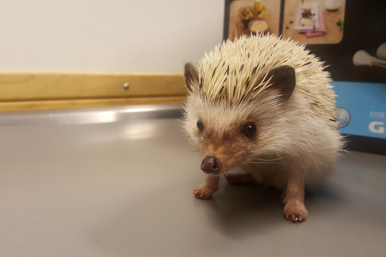 Veterinarska ambulanta Goldi