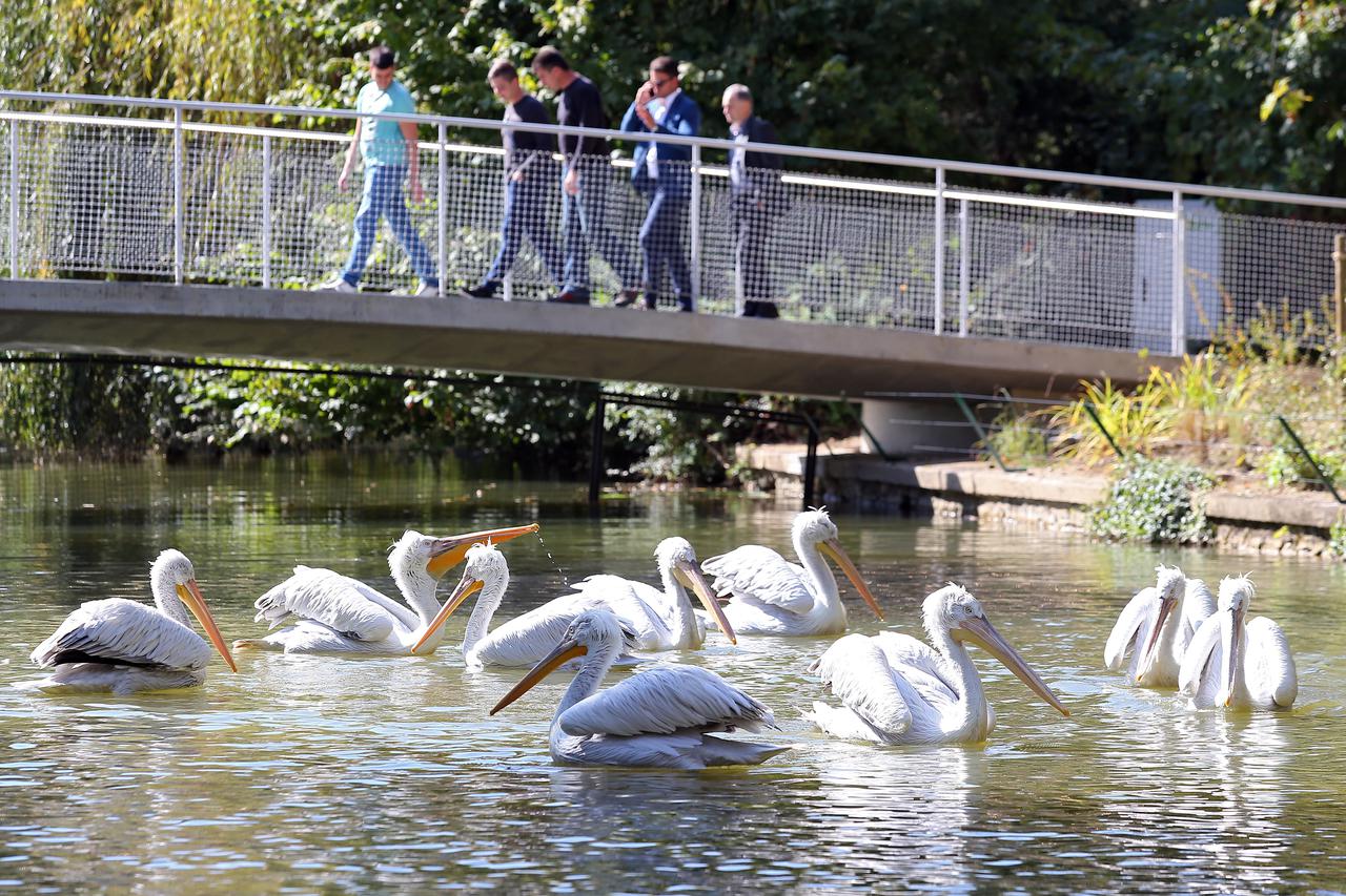Pelikani u zagrebačkog ZOO-u