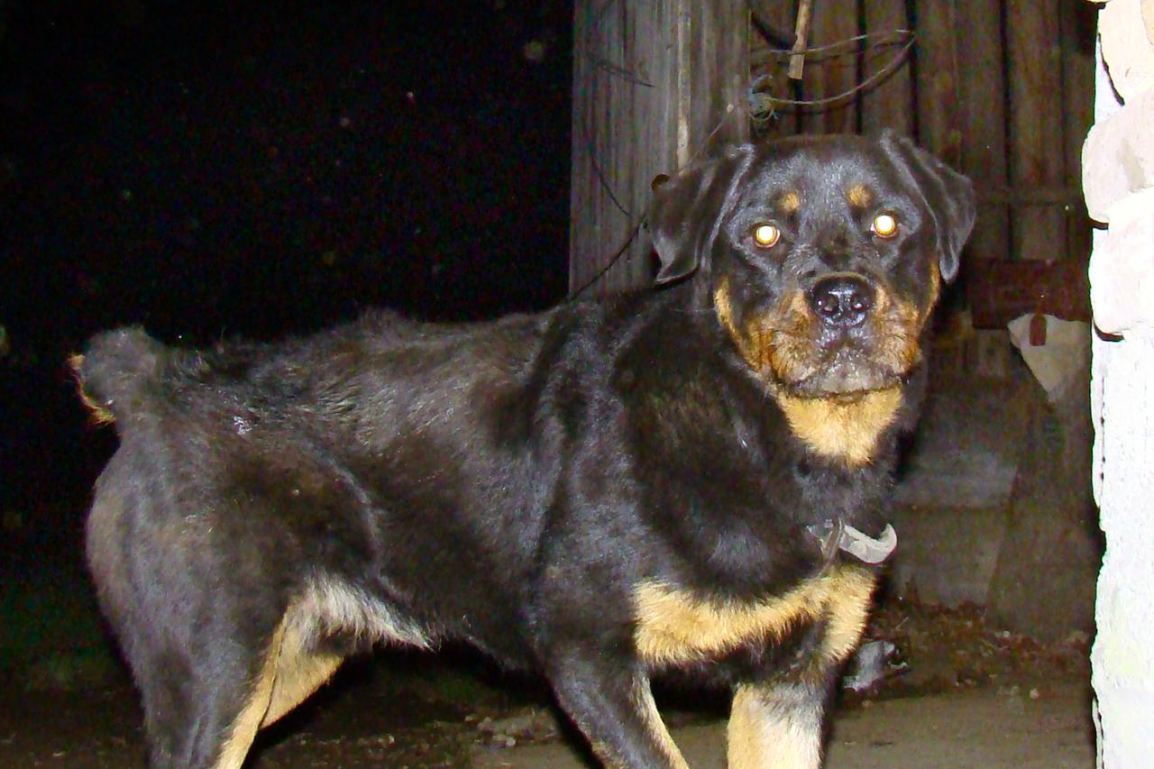 astor