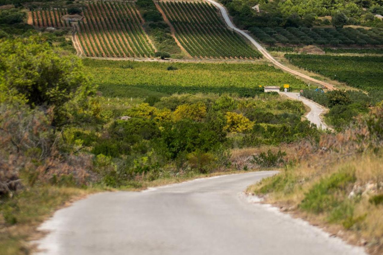 Vinogradi na otoku Visu