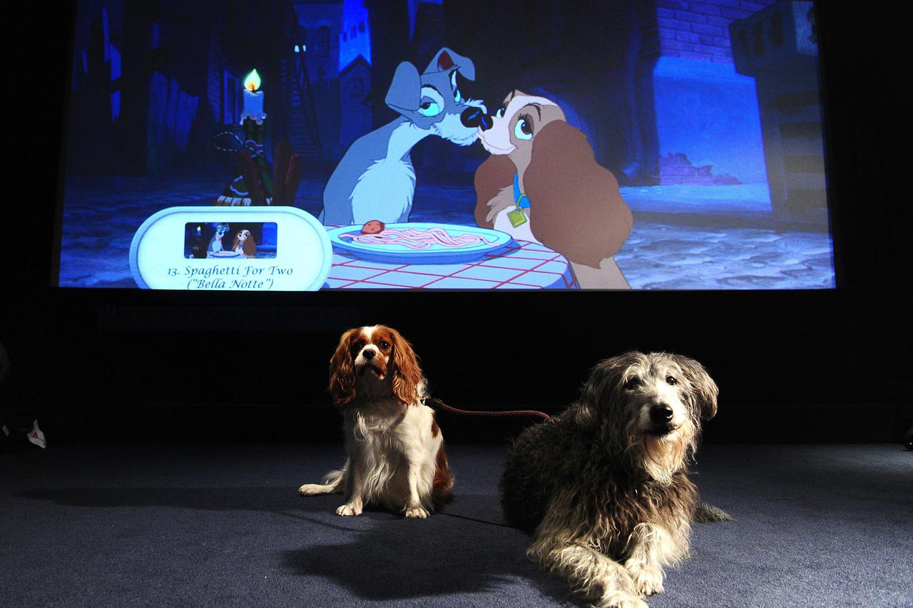London: Psi u kinu uživaju u animiranom filmu Dama i skitnica