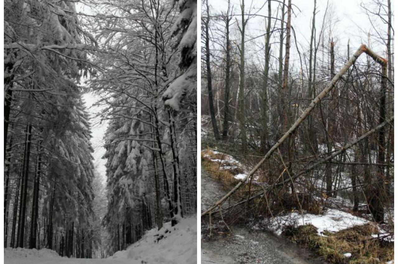 drveće, gorski kotar