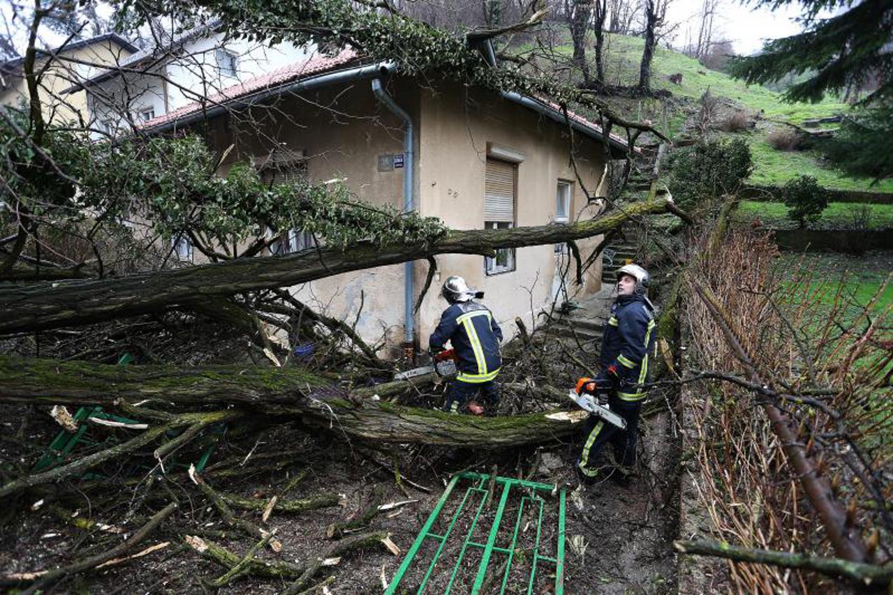 uklanjanje drveća, Graberje (1)
