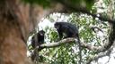 Rare monkey with striking orange lips discovered in Congo rainforests