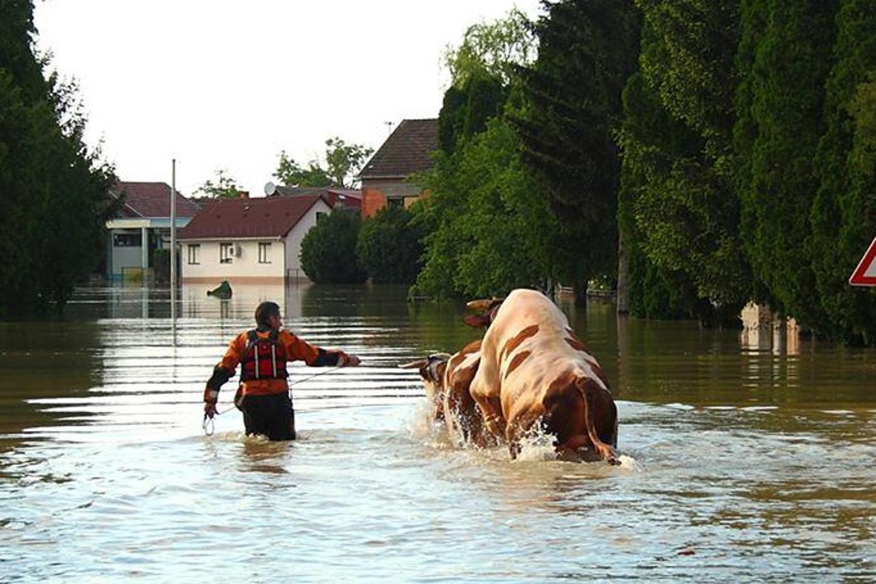 Kako namamiti agresivnog bika