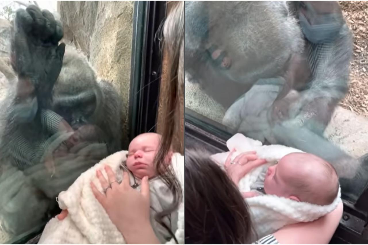 Gorila i beba