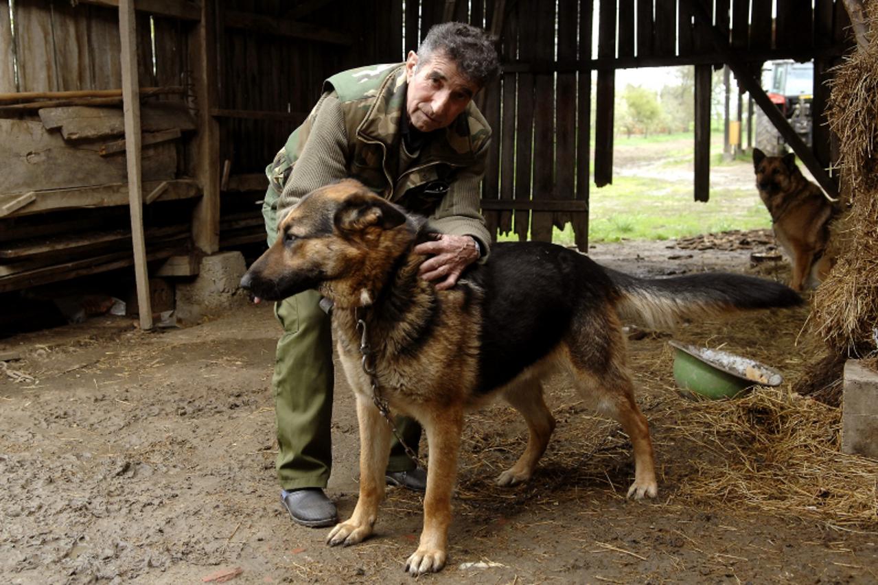 '15.04.2010,viljevo,njemacki ovcar napao i izgrizao susjedu koja je usla u njegovo dvoriste da bi vratila pobjeglu kokos,franjo kovac vlasnik njemackog ovcara. Photo: Davor Javorovic/PIXSELL'