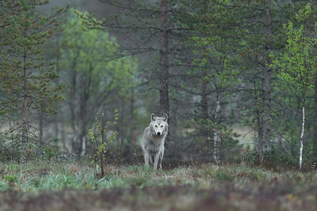 Vukovi (ilustracija)