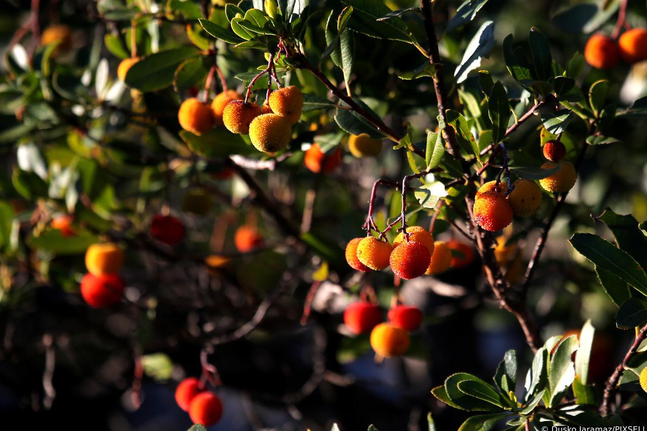 Maginja - stablo poznato i pod imenom drvo jagoda s plodovima bogatim vitaminom C 