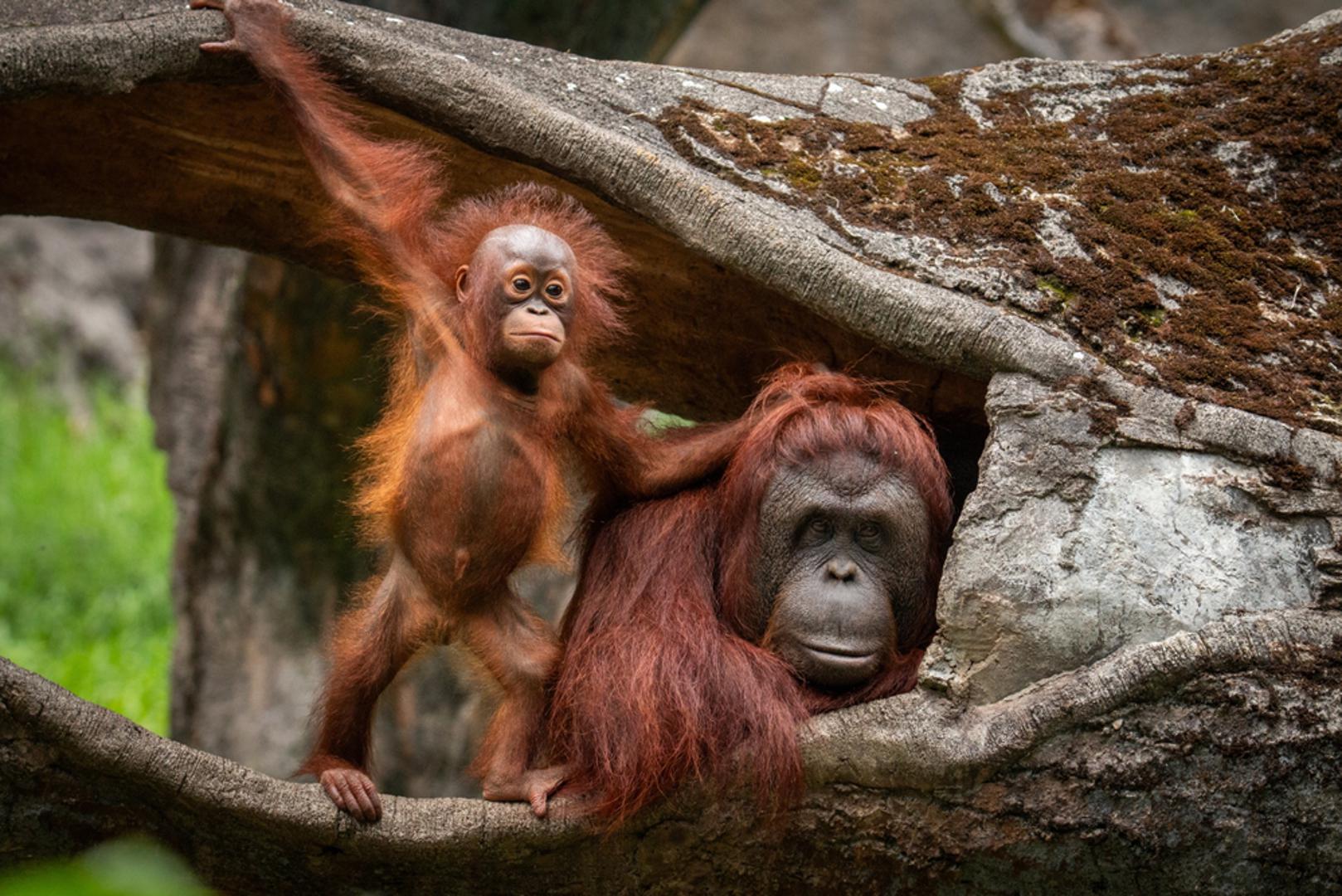 Orangutanica: Veza između majke orangutana i njezina mladunca jedna je od najčvršćih u prirodi. Tijekom prve dvije godine života mladunče potpuno ovisi o majci, i to ne samo za hranu nego i za kretanje kroz krošnje. Majka ostaje uz mladunca šest do sedam godina, učeći ga gdje pronaći hranu, što jesti, kako jesti i kako izgraditi gnijezdo za spavanje.