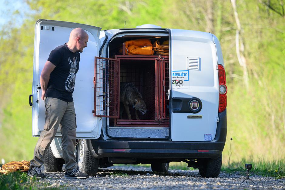Vrbovec: Nakon oporavka u ZOO-u pušten čagalj koji je prije mjesec dana zalutao u zagrebačko naselje Utrine