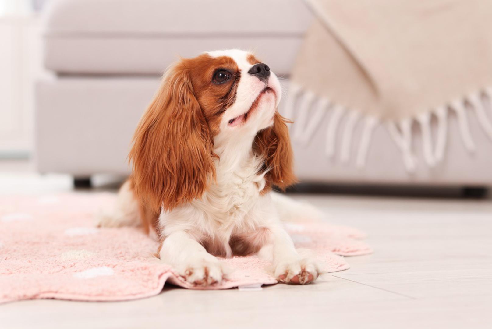 Cavalier King Charles španijel: Velike tamne oči, spuštene uši i blag izraz lica cavalieru daju izgled šteneta čak i kada dobrano zađe u odraslu dob. Poznat je kao izrazito privržen i društven pas koji obično želi biti ondje gdje su i njegovi ljudi, zbog čega je omiljen kao obiteljski ljubimac. Njegova svilenkasta dlaka zahtijeva redovitu njegu, a budući vlasnici trebali bi dobro proučiti i zdravstvene probleme kojima je pasmina sklona.