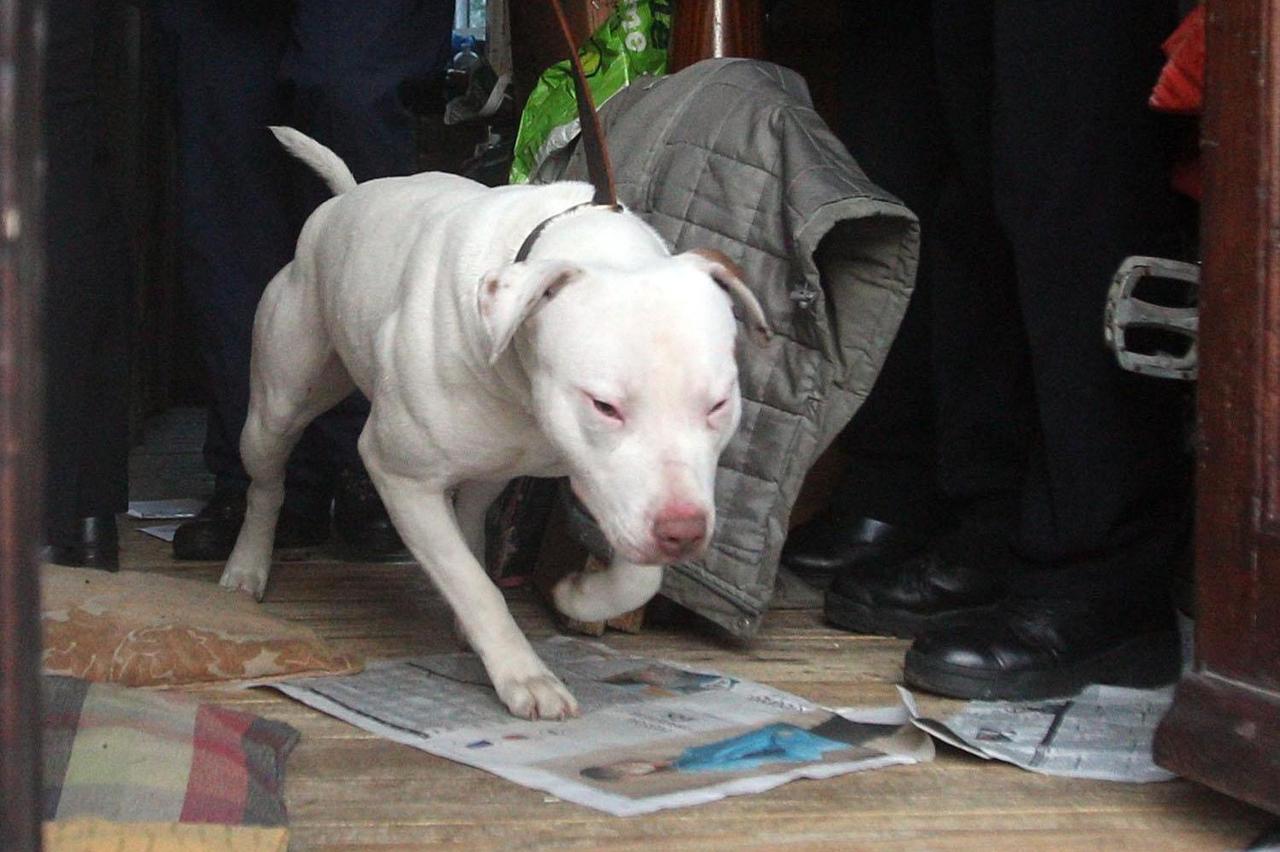 pitbul